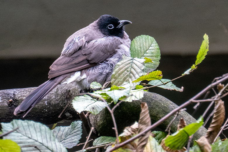 Gelbsteißbülbül am 28. August 2023 in einer Außenvoliere am Vogel-Haus im Wuppertaler Zoo