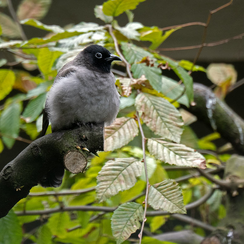 Gelbsteißbülbül am 10. Oktober 2023 in einer Außenvoliere am Vogel-Haus im Grünen Zoo Wuppertal