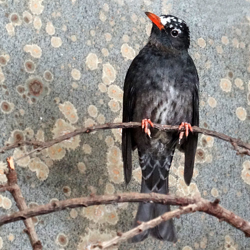 Rotschnabel-Fluchtvogel am 8. Januar 2016 im Wuppertaler Zoo