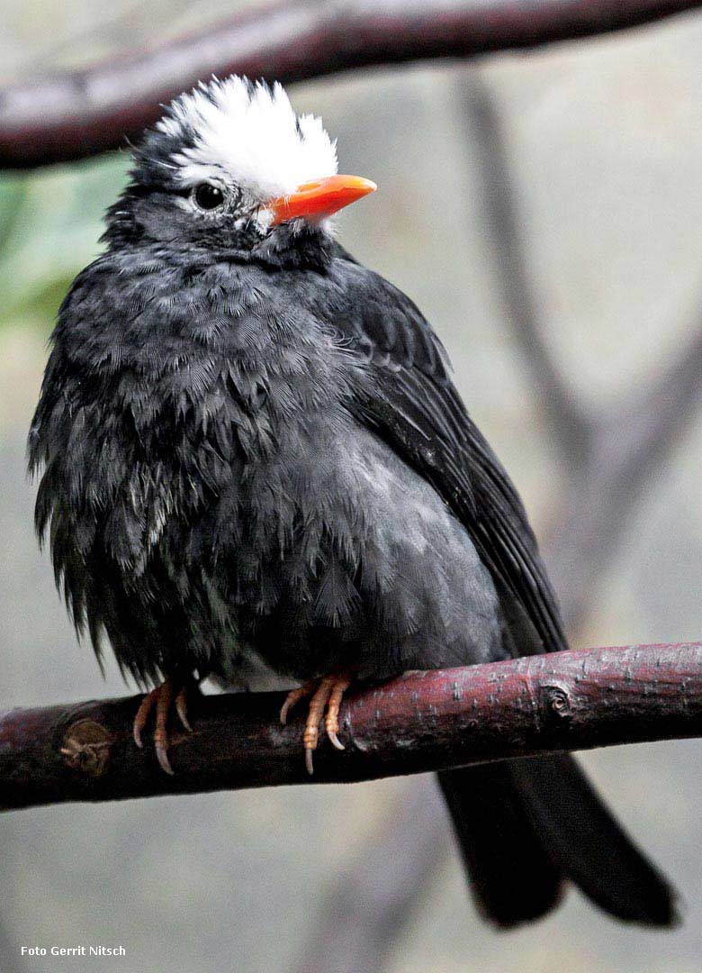 Rotschnabel-Fluchtvogel am 23. Mai 2018 im Vogelhaus im Grünen Zoo Wuppertal (Foto Gerrit Nitsch)