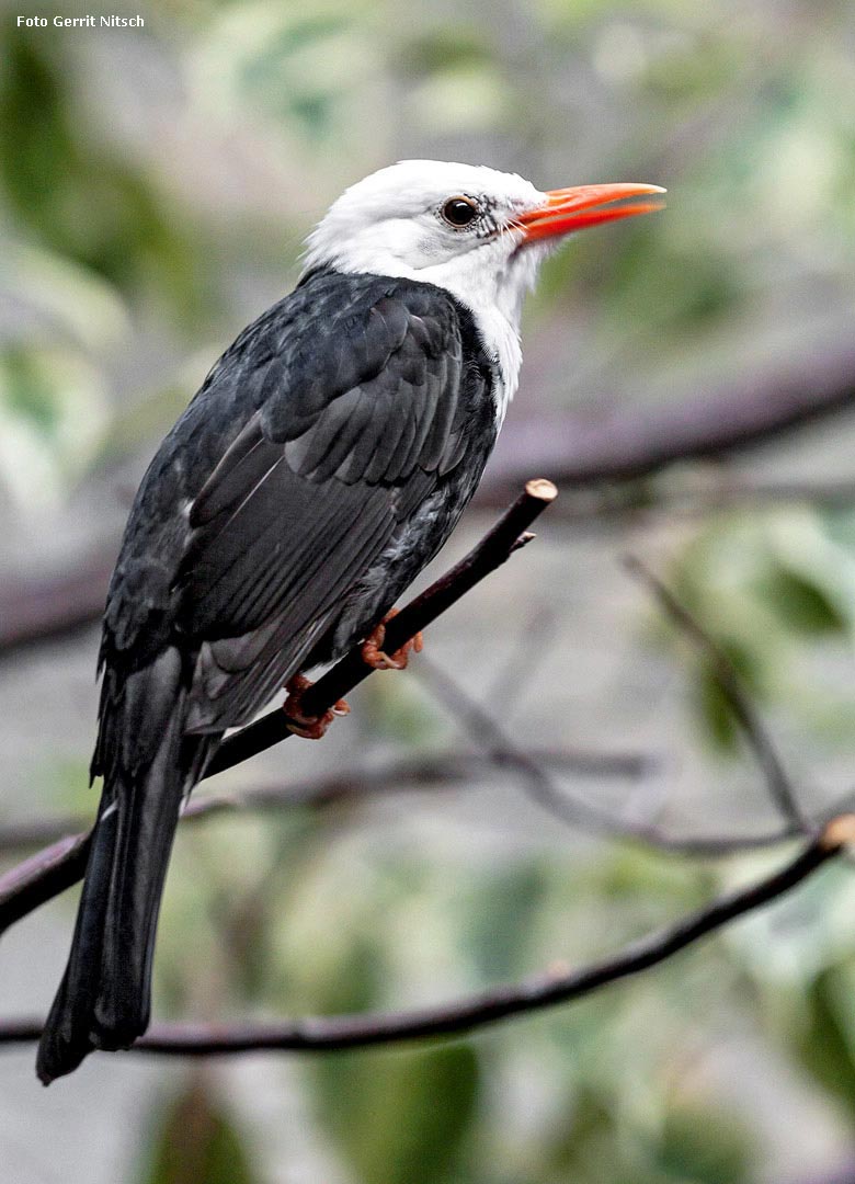 Rotschnabel-Fluchtvogel am 23. Mai 2018 im Vogelhaus im Wuppertaler Zoo (Foto Gerrit Nitsch)