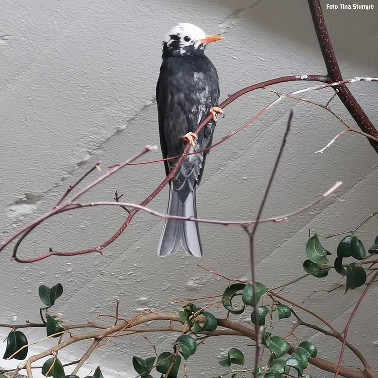 Rotschnabel-Fluchtvogel am 17. Oktober 2021 in einem Schaugehege im Vogel-Haus im Grünen Zoo Wuppertal (Foto Tina Stumpe)