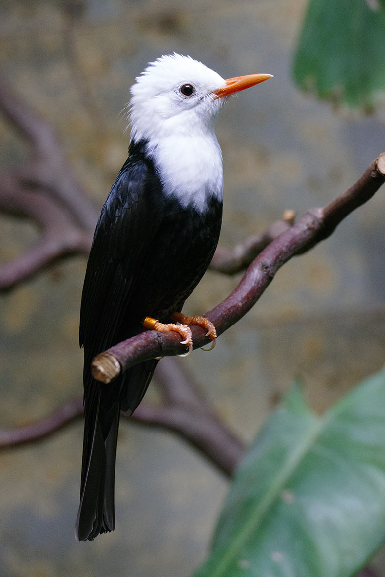 Männlicher Rotschnabel-Fluchtvogel am 29. November 2022 in einem Schaugehege im Vogel-Haus im Grünen Zoo Wuppertal