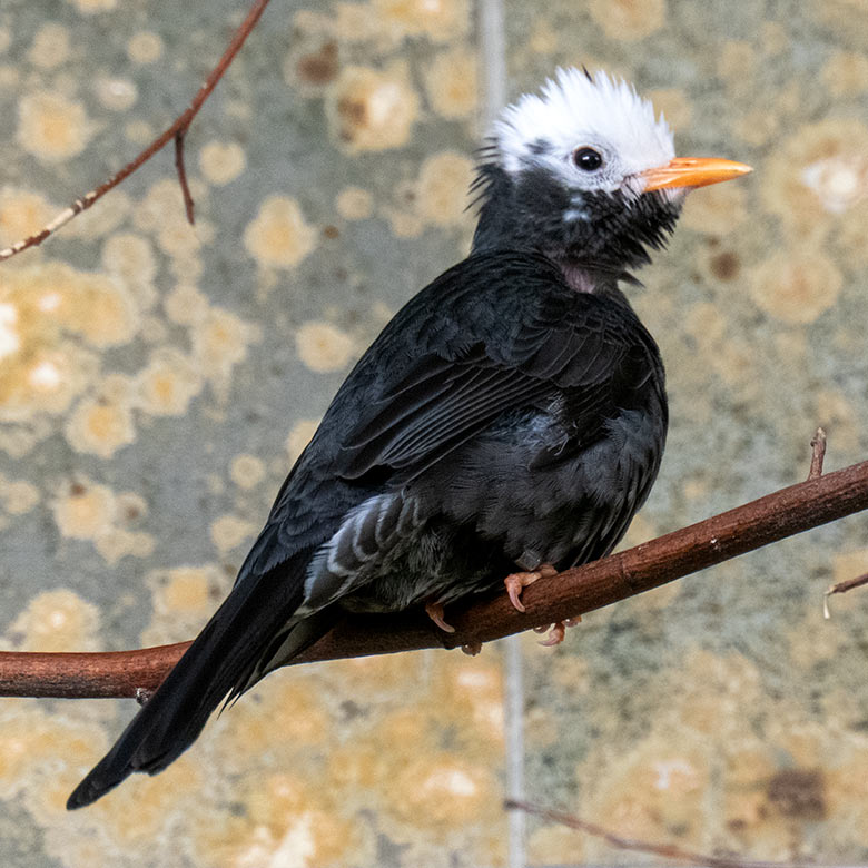 Weiblicher Rotschnabel-Fluchtvogel am 30. Juli 2023 im Vogel-Haus im Wuppertaler Zoo