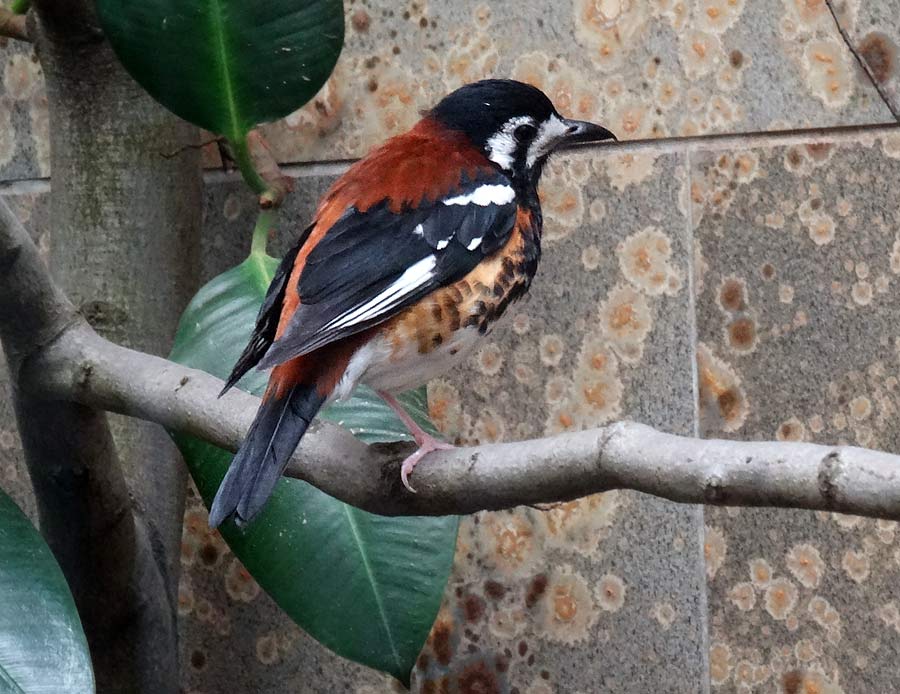 Sumbawadrossel im Zoo Wuppertal im April 2015