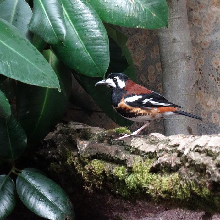 Sumbawadrossel im Wuppertaler Zoo im April 2015