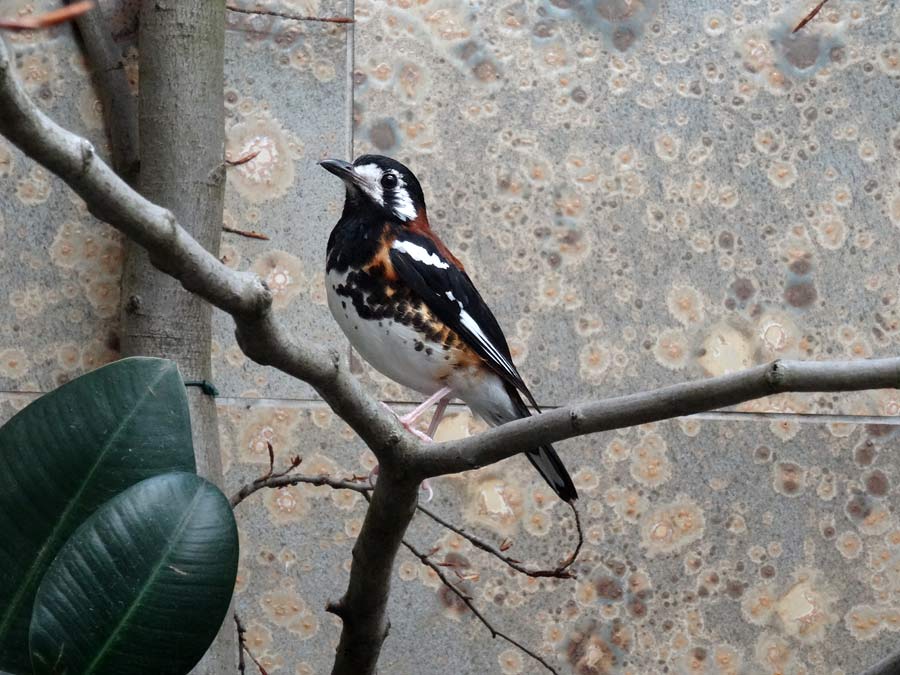 Sumbawadrossel im Grünen Zoo Wuppertal im April 2015