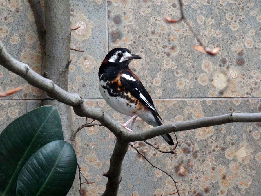 Sumbawadrossel im Wuppertaler Zoo im April 2015