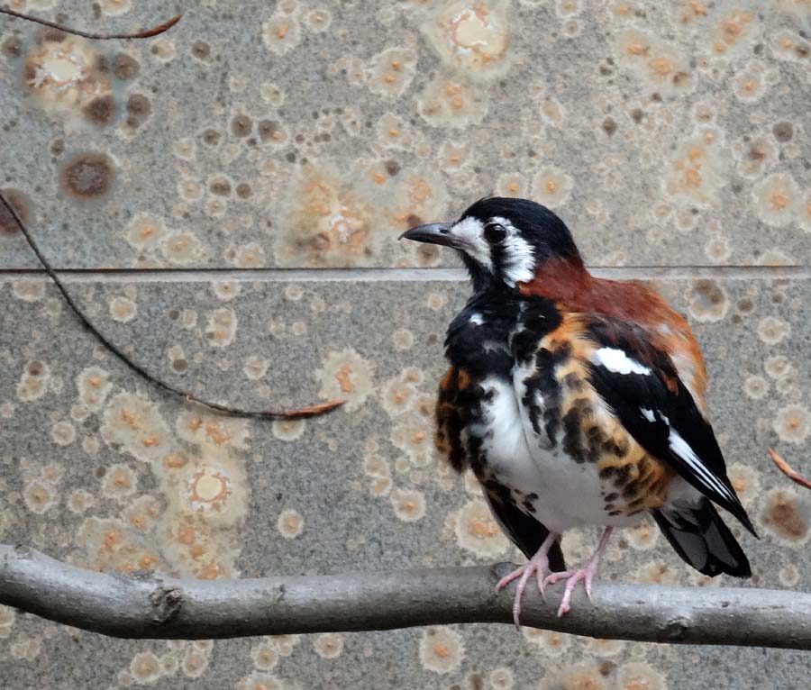 Sumbawadrossel im Zoo Wuppertal im April 2015