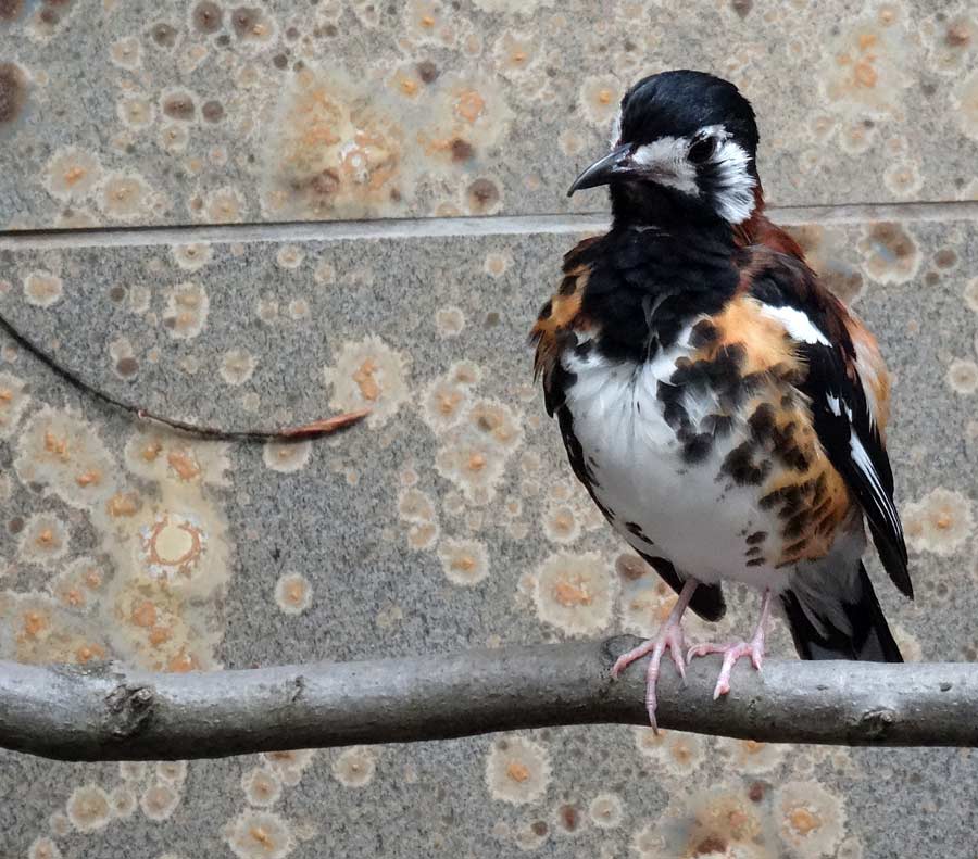 Sumbawadrossel im Grünen Zoo Wuppertal im April 2015