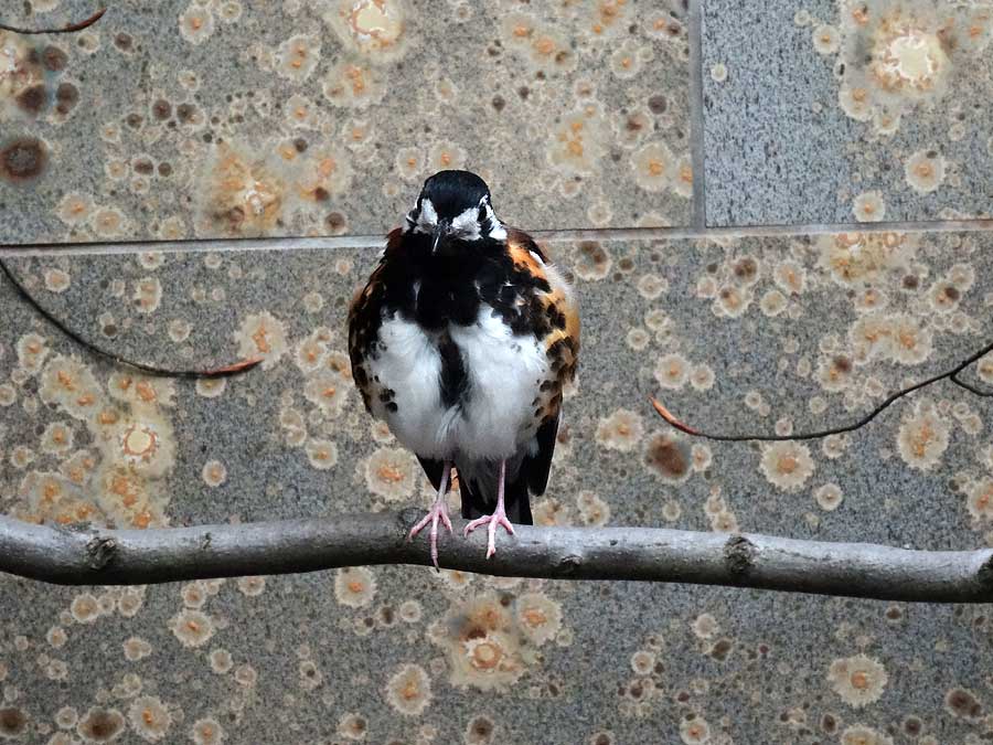 Sumbawadrossel im Wuppertaler Zoo im April 2015