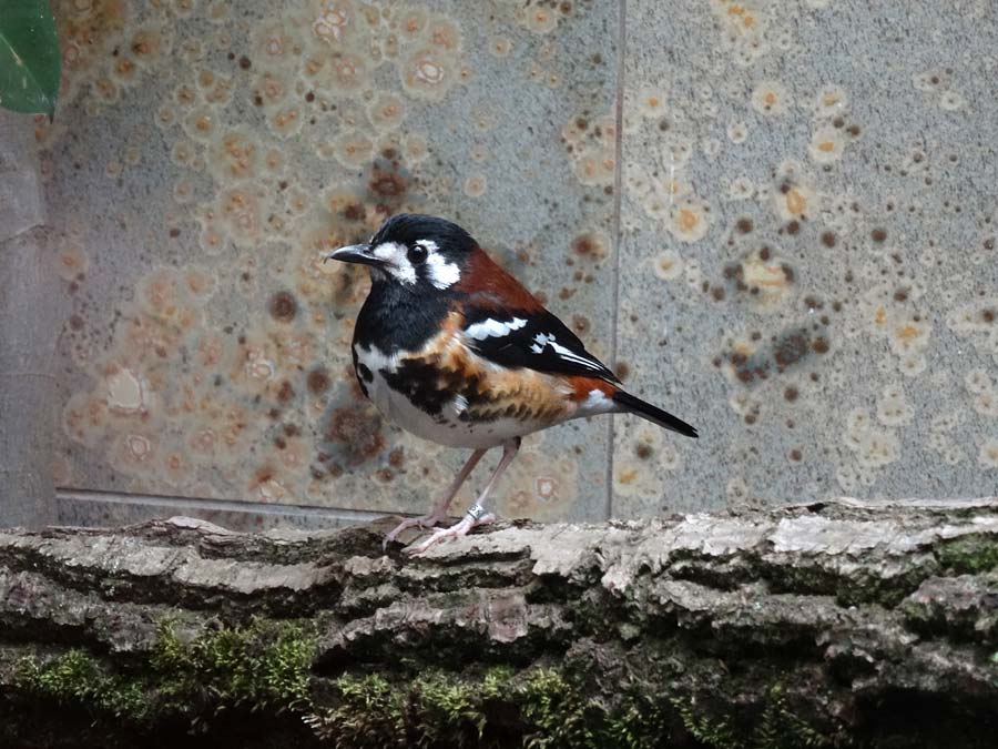 Sumbawadrossel im Wuppertaler Zoo im Mai 2015