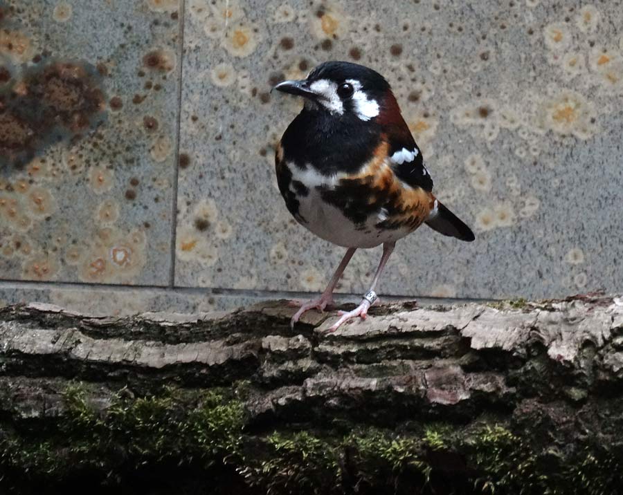 Sumbawadrossel im Zoo Wuppertal im Mai 2015