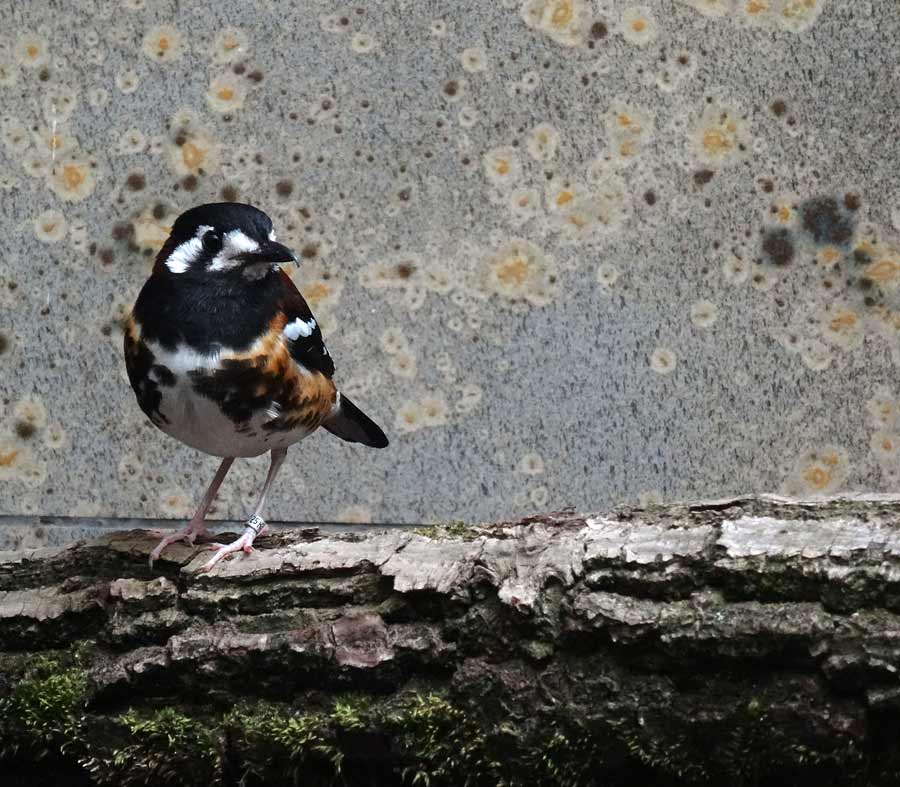 Sumbawadrossel im Zoologischen Garten Wuppertal im Mai 2015