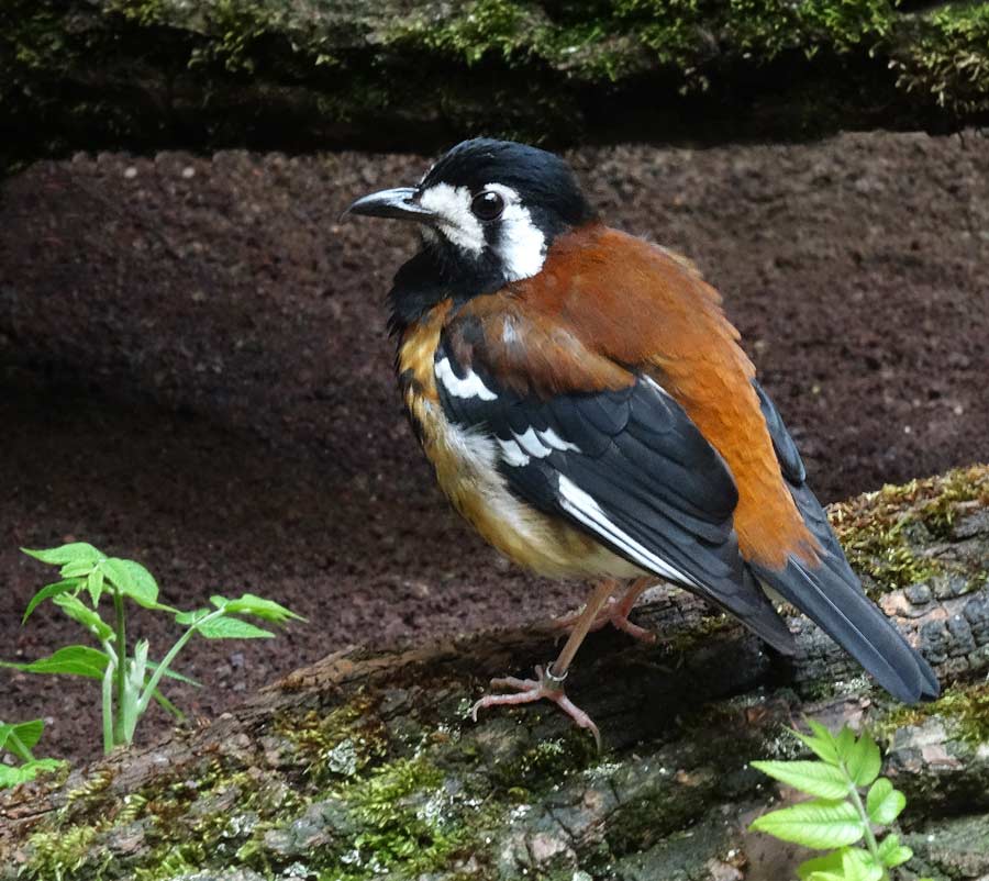 Sumbawadrossel im Grünen Zoo Wuppertal im Mai 2015