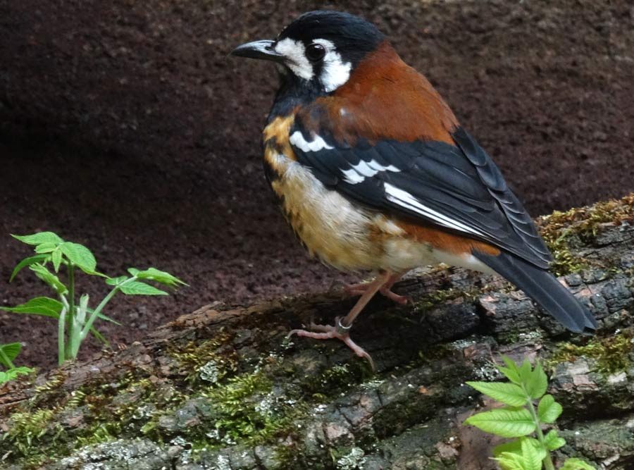 Sumbawadrossel im Wuppertaler Zoo im Mai 2015