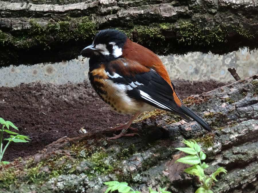 Sumbawadrossel im Zoo Wuppertal im Mai 2015