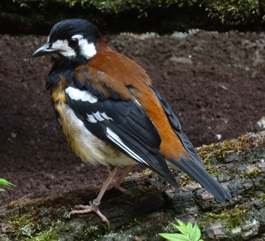 Sumbawadrossel im Zoologischen Garten Wuppertal im Mai 2015