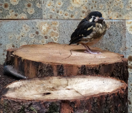 Sumbawadrossel Jungtier im Wuppertaler Zoo am 2. August 2015