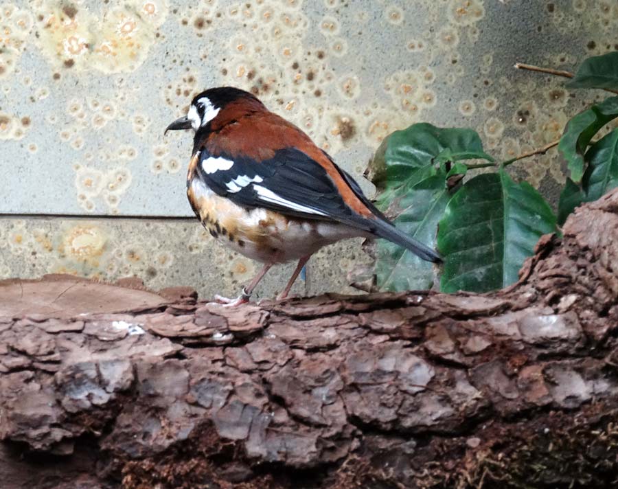 Sumbawadrossel im Wuppertaler Zoo im Januar 2016