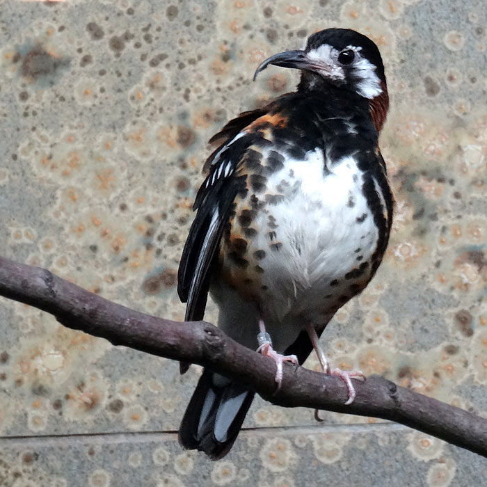 Sumbawadrossel im Wuppertaler Zoo im Januar 2016