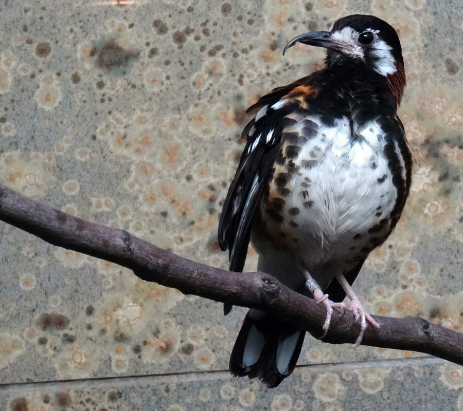 Sumbawadrossel im Grünen Zoo Wuppertal im Januar 2016