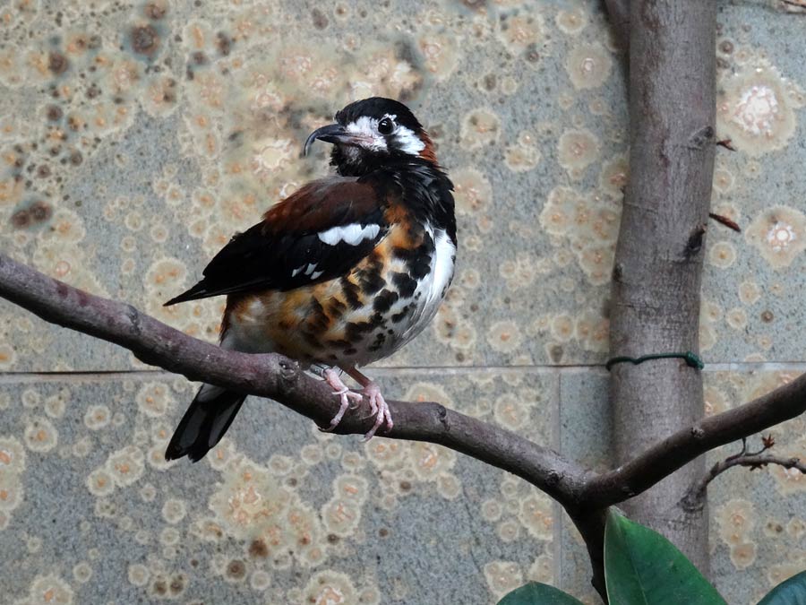 Sumbawadrossel im Zoologischen Garten Wuppertal im Januar 2016