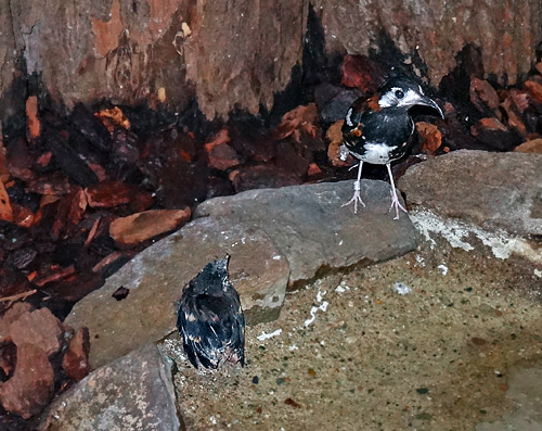 Sumbawadrossel-Jungtier am 30. Januar 2016 im Zoologischen Garten der Stadt Wuppertal