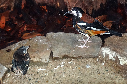 Sumbawadrossel-Jungtier am 30. Januar 2016 im Grünen Zoo Wuppertal