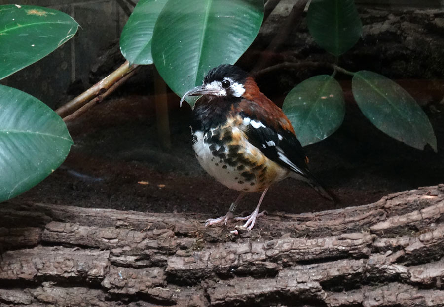 Sumbawadrossel im Wuppertaler Zoo im Februar 2016