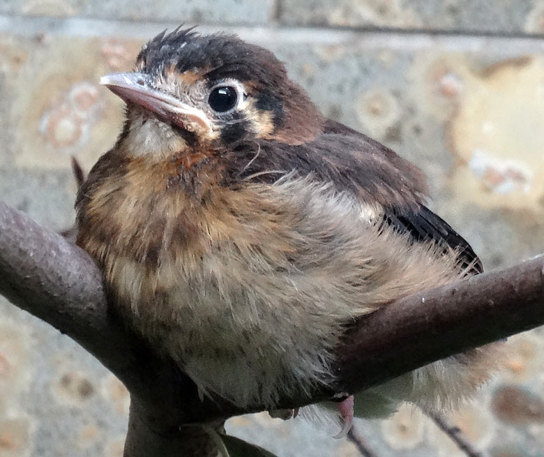 Sumbawadrossel-Jungvogel am 11. März 2016 im Wuppertaler Zoo