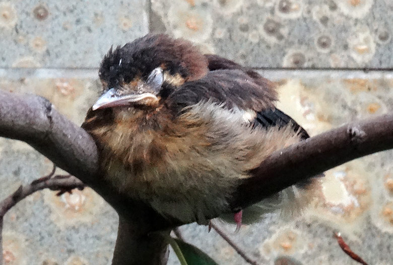 Sumbawadrossel-Jungtier am 11. März 2016 im Grünen Zoo Wuppertal