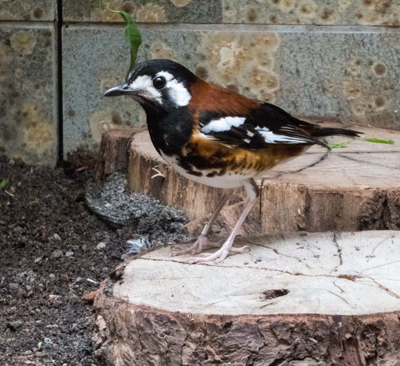 Sumbawadrossel am 7. Juli 2018 im Vogelhaus im Wuppertaler Zoo