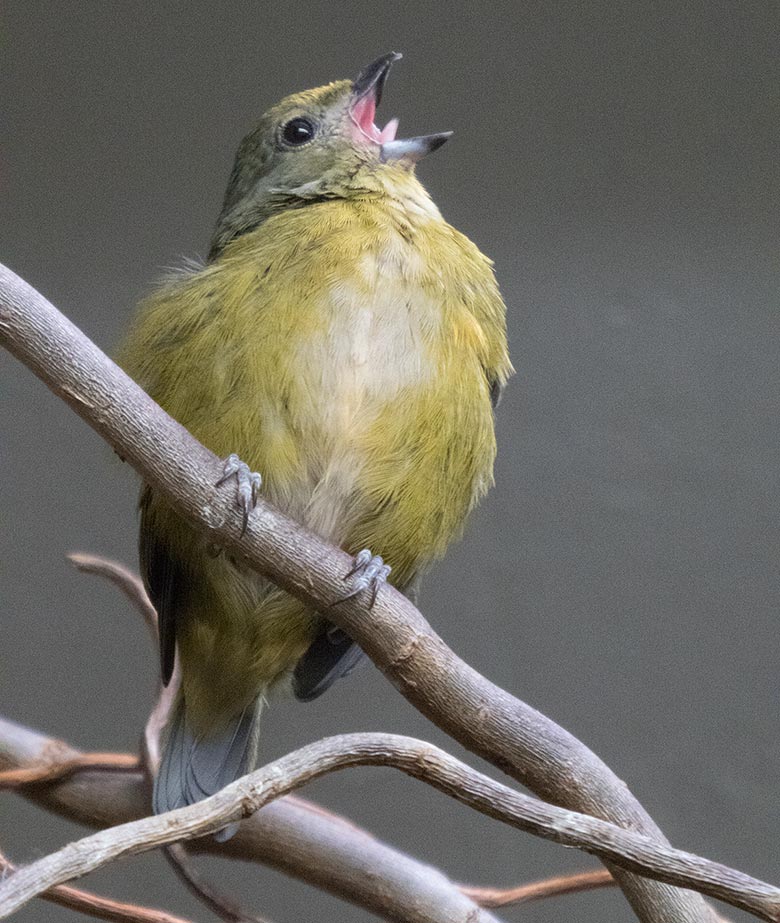 Dickschnabelorganist Weibchen am 28. Oktober 2018 im Vogelhaus im Grünen Zoo Wuppertal