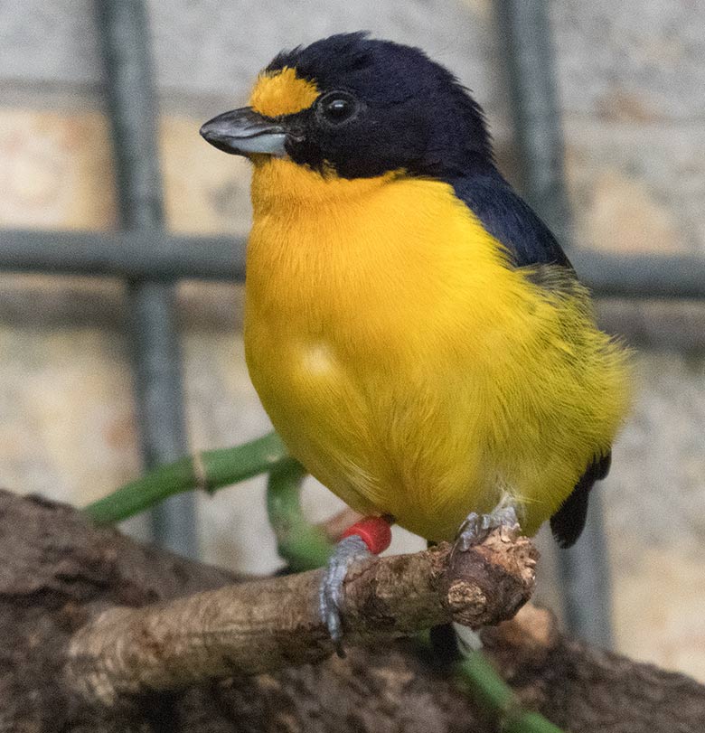 Männlicher Veilchenorganist am 26. Juli 2019 im Vogel-Haus im Grünen Zoo Wuppertal