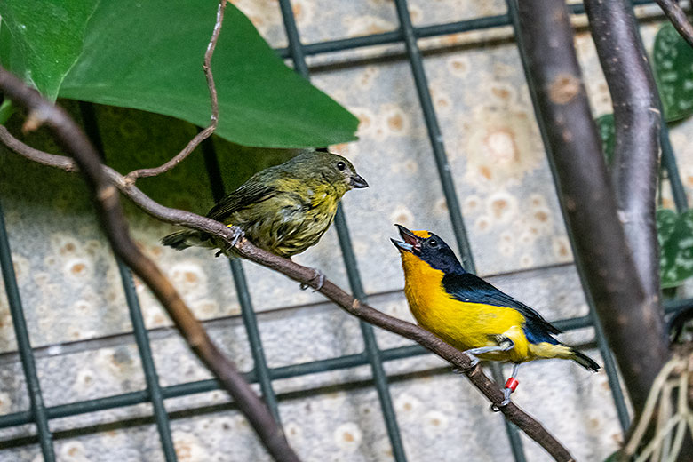 Weiblicher und männlicher Veilchenorganist am 29. November 2021 im Vogel-Haus im Wuppertaler Zoo