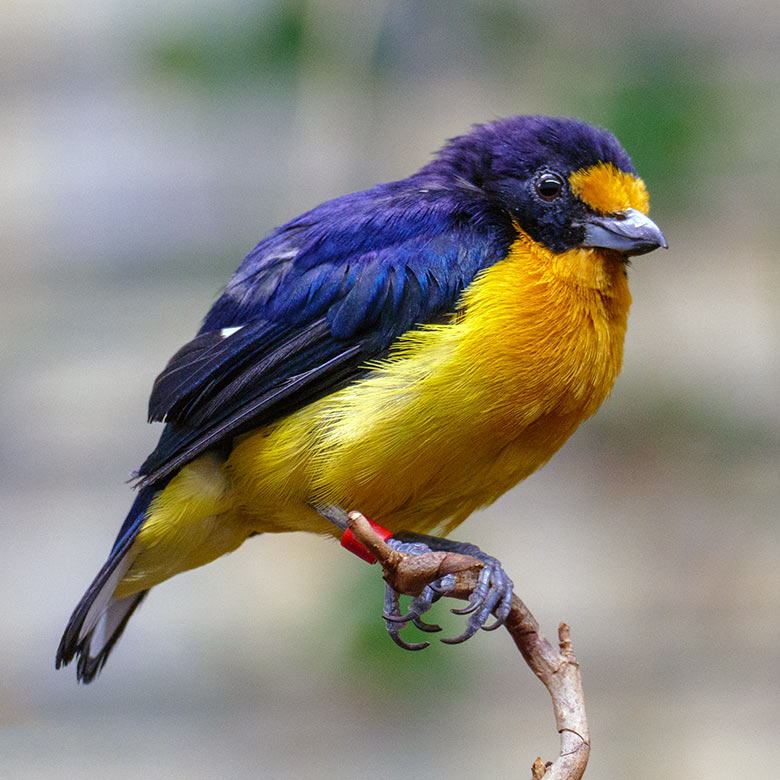 Männlicher Veilchenorganist am 23. Oktober 2022 im Vogel-Haus im Zoologischen Garten Wuppertal