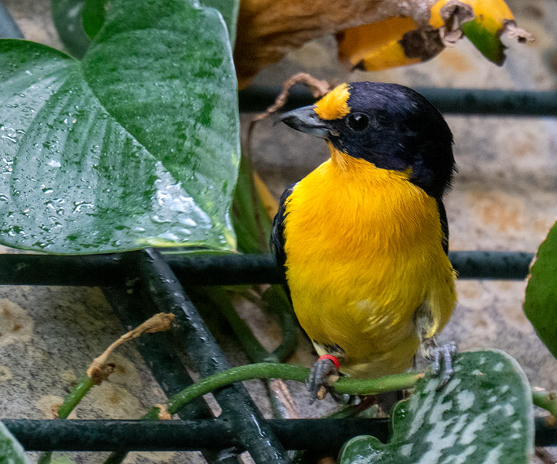 Männlicher Veilchenorganist am 9. Februar 2023 im Vogel-Haus im Wuppertaler Zoo