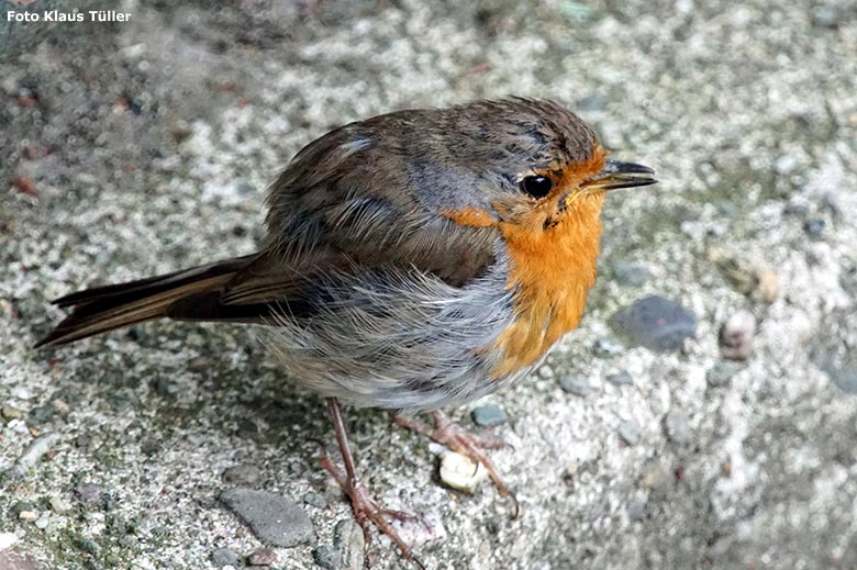 Wild im Zoo lebendes Rotkehlchen am 20. Juli 2020 im Grünen Zoo Wuppertal (Foto Klaus Tüller)