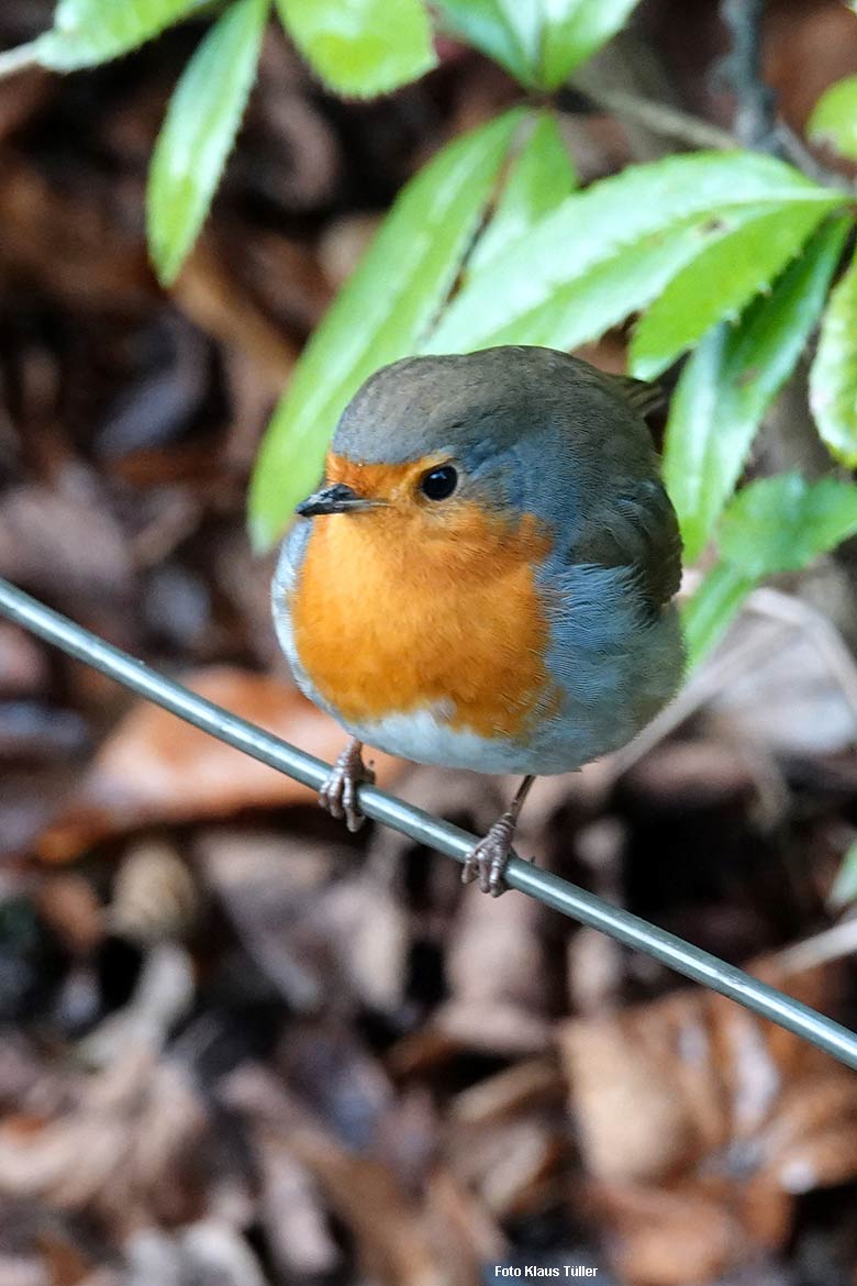 Wild im Zoo lebendes Rotkehlchen am 26. Dezember 2021 im Grünen Zoo Wuppertal (Foto Klaus Tüller)