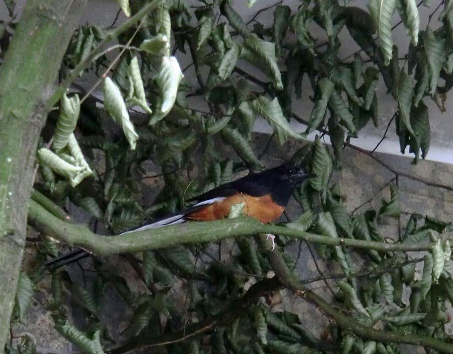 Schamadrossel im Zoo Wuppertal im August 2014