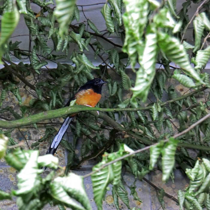 Schamadrossel im Wuppertaler Zoo im August 2014