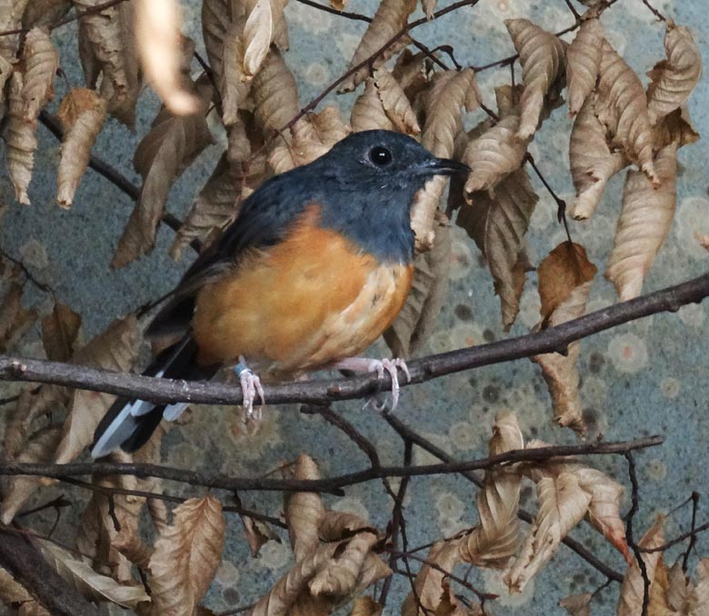 Schamadrossel Weibchen am 4. September 2016 im Vogelhaus im Zoologischen Garten der Stadt Wuppertal