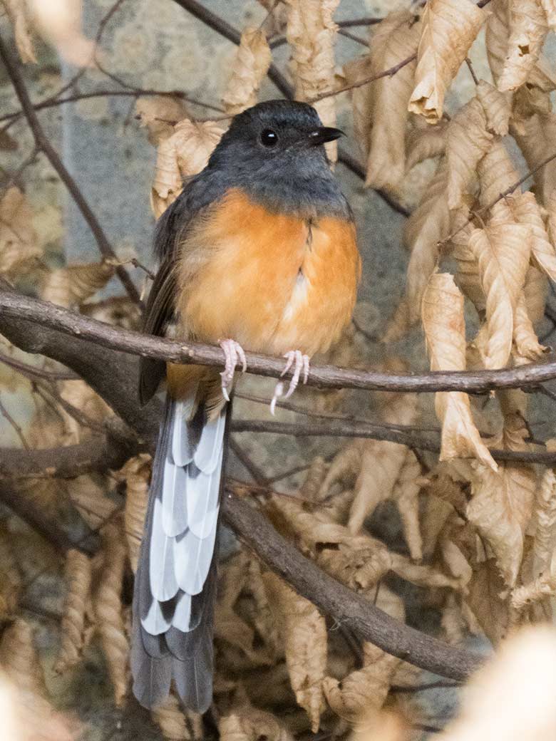 Schamadrossel Weibchen am 25. August 2018 im Vogelhaus im Grünen Zoo Wuppertal