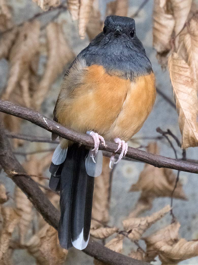 Weibliche Schamadrossel am 16. Oktober 2019 im Vogel-Haus im Grünen Zoo Wuppertal