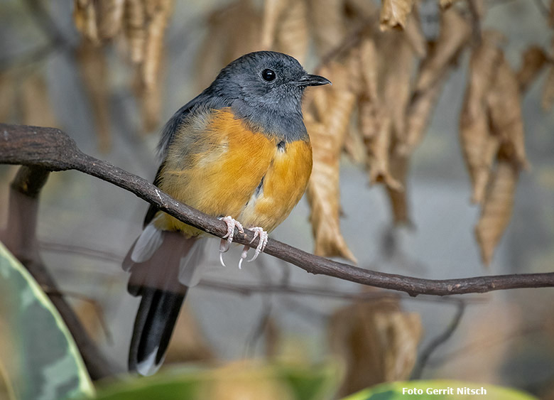 Schamadrossel am 18. Oktober 2019 im Vogel-Haus im Grünen Zoo Wuppertal (Foto Gerrit Nitsch)