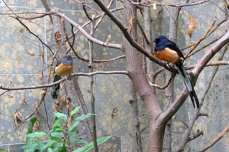 Schamadrossel-Paar am 2. November 2021 in einem Schaugehege im Vogel-Haus im Grünen Zoo Wuppertal