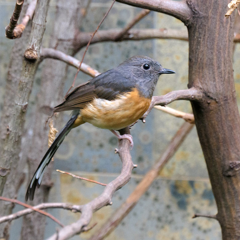 Weibliche Schamadrossel am 2. November 2021 in einem Schaugehege im Vogel-Haus im Zoologischen Garten Wuppertal