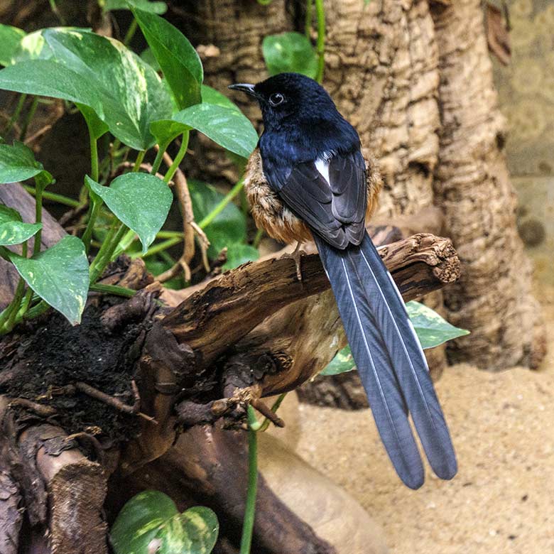 Männliche Schamadrossel am 16. März 2022 im Vogel-Haus im Grünen Zoo Wuppertal