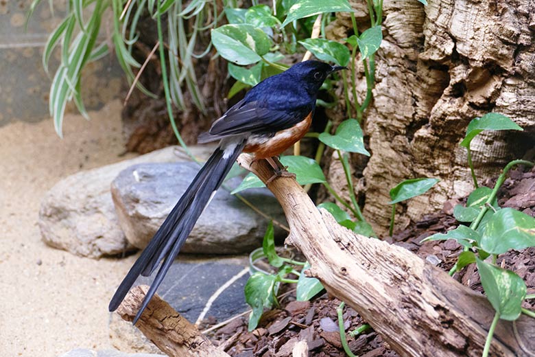 Männliche Schamadrossel am 20. April 2022 im Vogel-Haus im Grünen Zoo Wuppertal